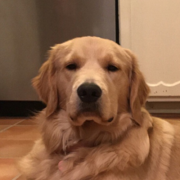 Meet your Posher, Anna - Picture 1 of 1